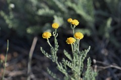 Tanacetum achilleifolium