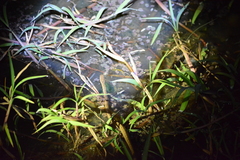 Dryophylax hypoconia
