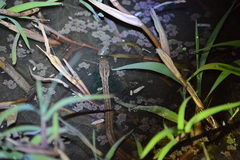 Dryophylax hypoconia