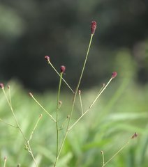 Sanguisorba officinalis
