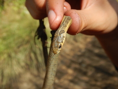 Thamnophis scalaris