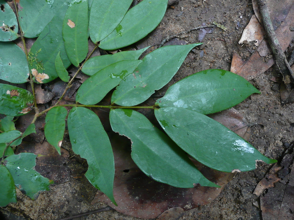 Loesenera kalantha