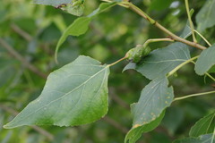 Pemphigus spyrothecae
