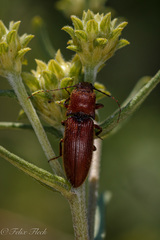Elateridae