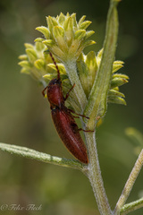 Elateridae