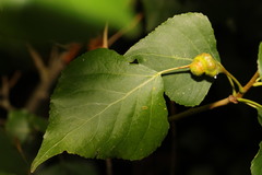 Pemphigus spyrothecae