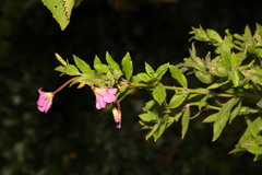 Epilobium hirsutum