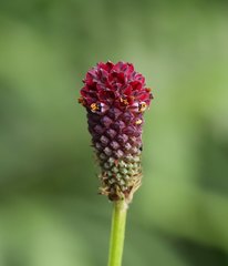 Sanguisorba officinalis