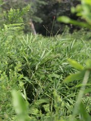 Sanguisorba officinalis