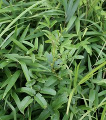 Sanguisorba officinalis