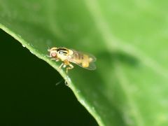 Thaumatomyia notata