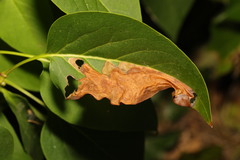 Gracillaria syringella