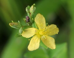 Hypericum erectum