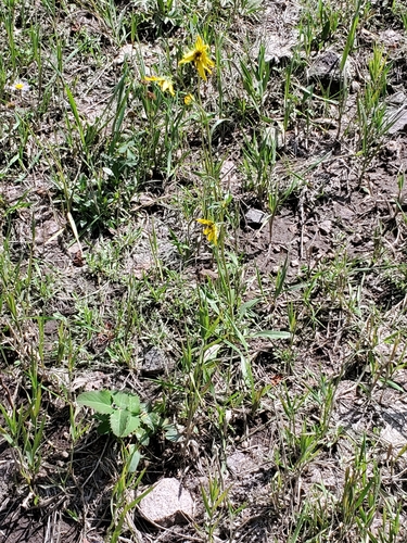 Image of Helianthella parryi by no rights reserved