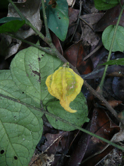 Heckeldora jongkindii