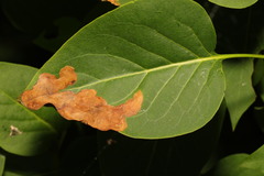 Gracillaria syringella