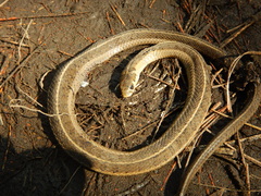 Thamnophis scalaris