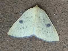 Hesperumia fumosaria