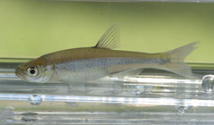 Lythrurus umbratilis