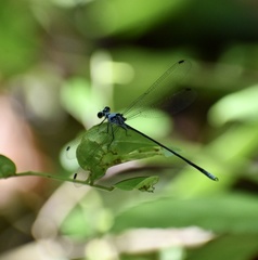 Hypolestes trinitatis