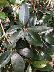 Ternstroemia