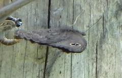 Cercyonis oetus