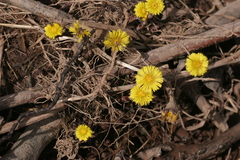 Tussilago farfara