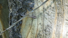 Cercyonis oetus