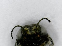 Agrilus pseudofallax