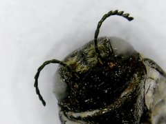 Agrilus pseudofallax