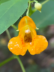 Impatiens pallida