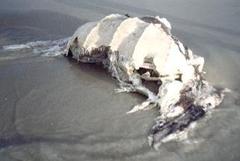 Dermochelys coriacea