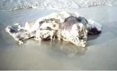 Dermochelys coriacea