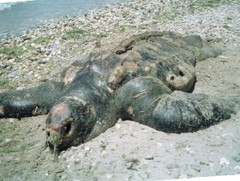 Dermochelys coriacea
