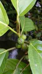 Ficus lepicarpa