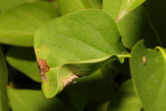 Gracillaria syringella