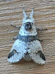 Furcula scolopendrina