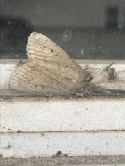 Acronicta innotata