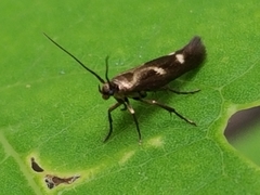 Scythris impositella