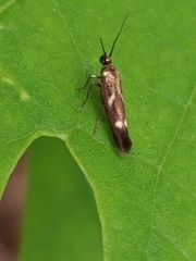Scythris impositella