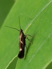 Scythris impositella