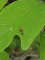 Scythris impositella