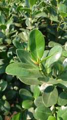 Ficus microcarpa