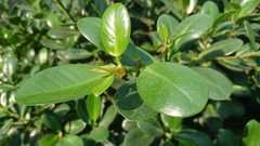 Ficus microcarpa