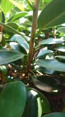 Ficus microcarpa