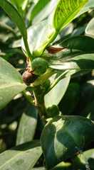 Ficus microcarpa