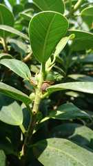 Ficus microcarpa