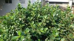 Ficus microcarpa