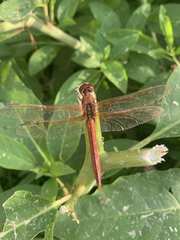 Libellula auripennis