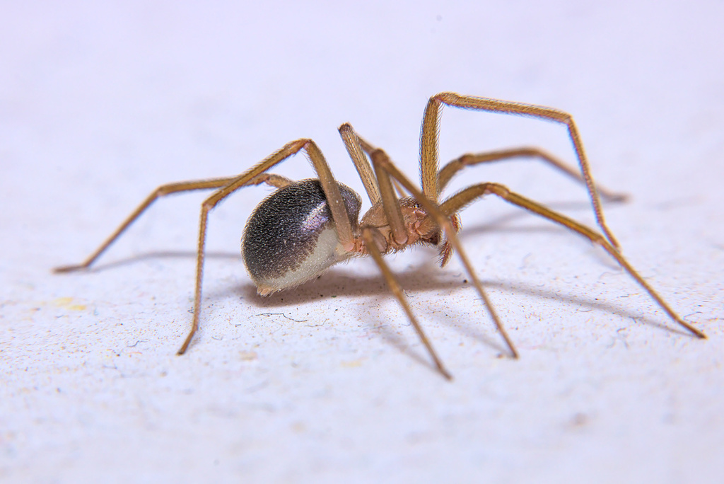 Aranha-violino: veja riscos e prevenção após picada